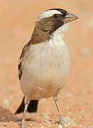 White-browed Sparrow-Weaver