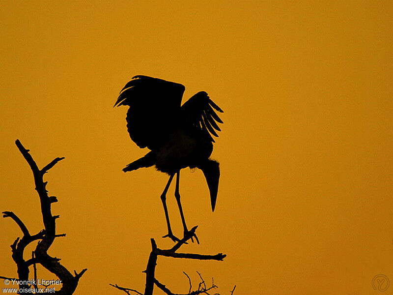 Marabou Stork