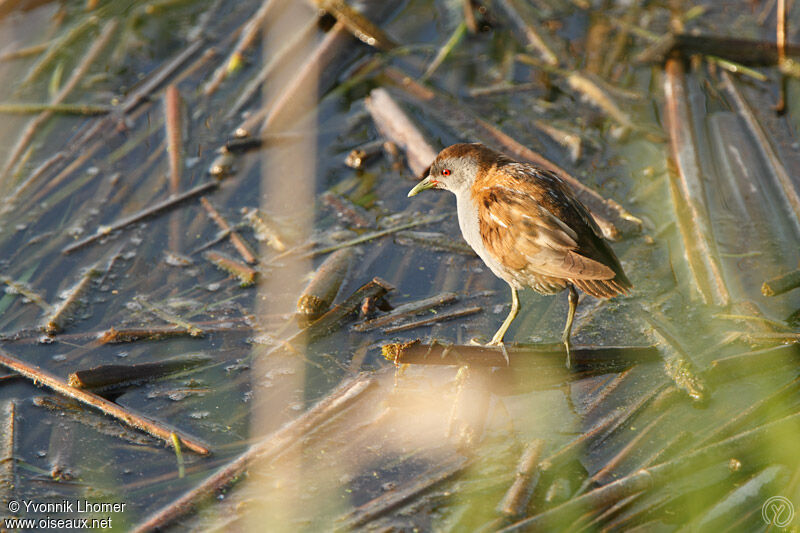 Marouette poussin mâle adulte nuptial, identification