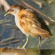 Little Crake