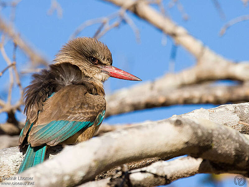 Brown-hooded Kingfisher female adult, close-up portrait