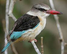 Brown-hooded Kingfisher