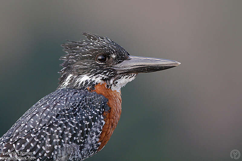 Giant Kingfisher female adult, close-up portrait