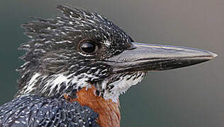 Giant Kingfisher