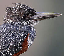 Giant Kingfisher