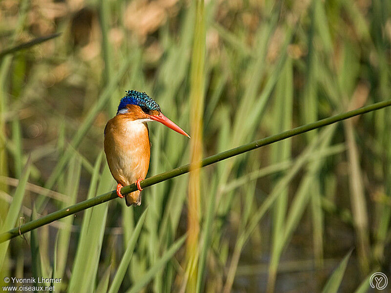 Malachite Kingfisheradult, identification