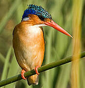 Malachite Kingfisher