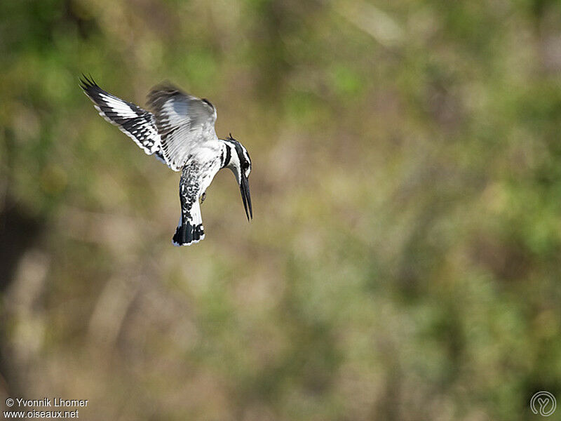 Pied Kingfisher female adult, Flight