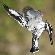 Pied Kingfisher