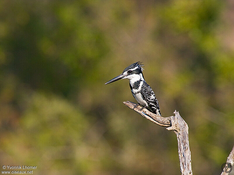 Martin-pêcheur pie mâle adulte, identification