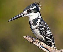 Pied Kingfisher