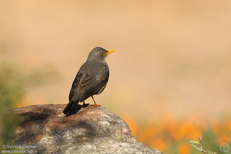 Karoo Thrushadult, identification