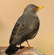 Karoo Thrush