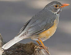 Kurrichane Thrush