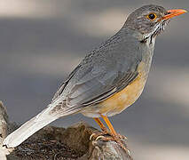 Kurrichane Thrush