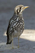 Groundscraper Thrush