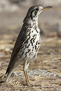 Groundscraper Thrush