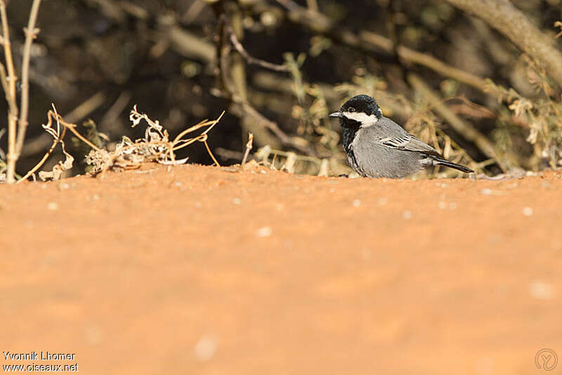 Mésange cendréeadulte, identification