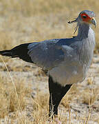 Secretarybird