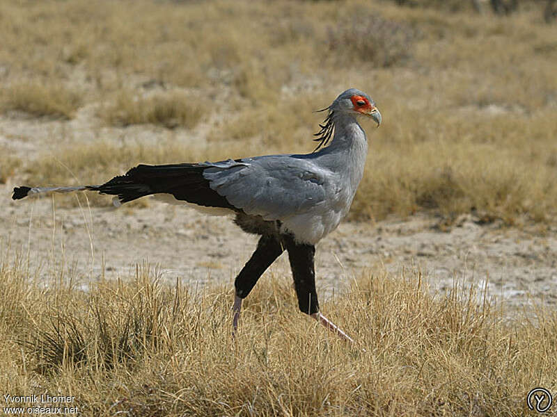 Messager sagittaireadulte, identification