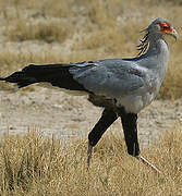 Secretarybird