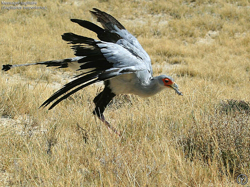 Secretarybirdadult, identification, feeding habits