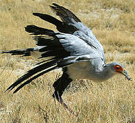 Secretarybird