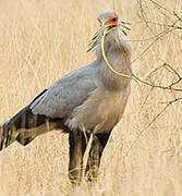 Secretarybird