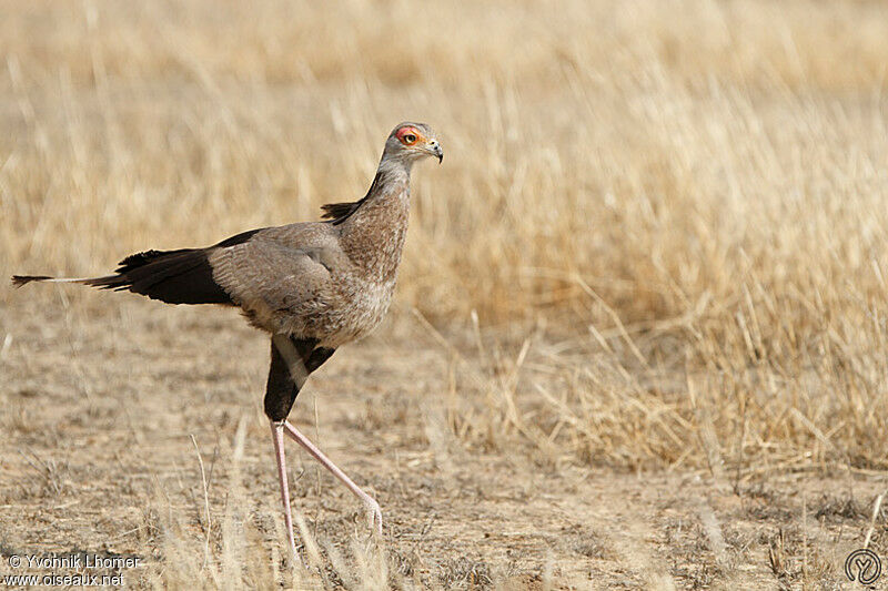 SecretarybirdFirst year, identification