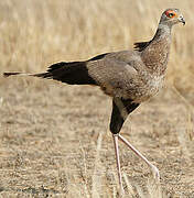 Secretarybird