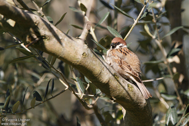 Moineau friquetadulte nuptial, identification