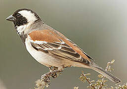 Cape Sparrow