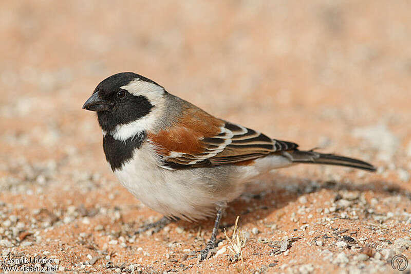 Cape Sparrow male adult, identification