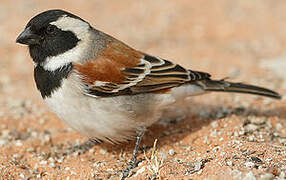 Cape Sparrow