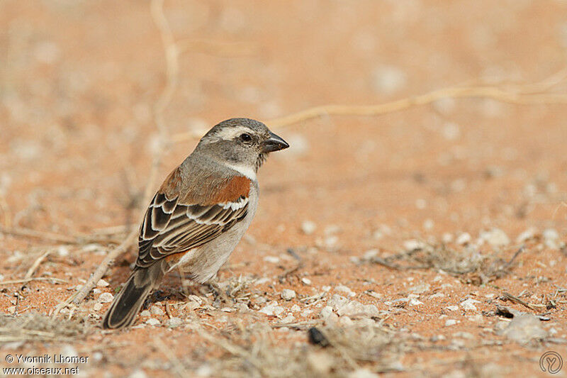 Cape Sparrow female, identification