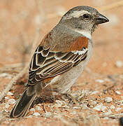 Cape Sparrow