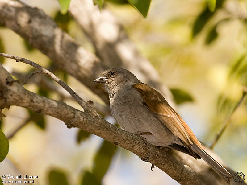 Southern Grey-headed Sparrowadult, identification