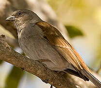 Southern Grey-headed Sparrow