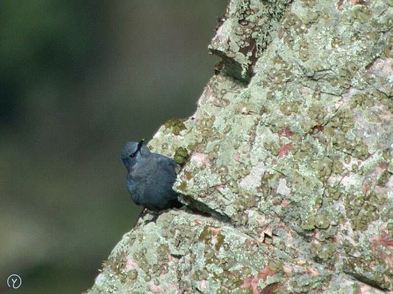 Blue Rock Thrush