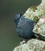 Blue Rock Thrush