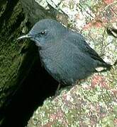 Blue Rock Thrush