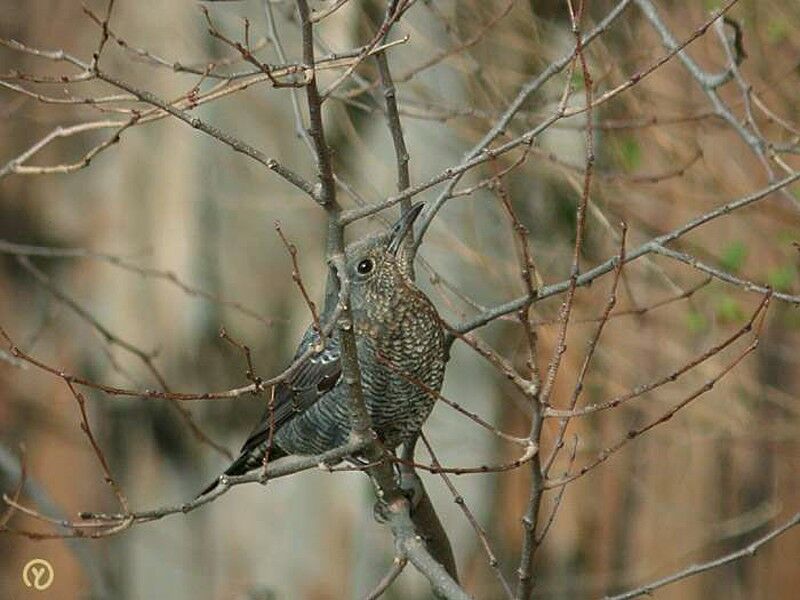 Blue Rock Thrush