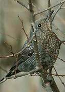 Blue Rock Thrush