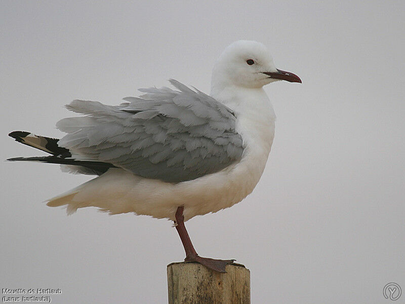 Hartlaub's Gulladult, identification