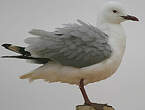 Mouette de Hartlaub