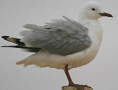 Hartlaub's Gull