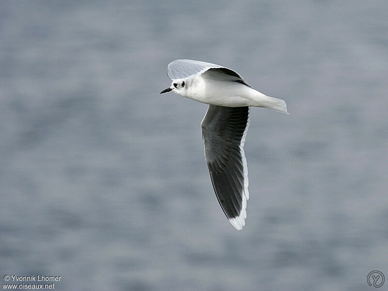 Mouette pygméeadulte internuptial, Vol