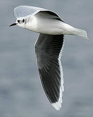 Mouette pygmée