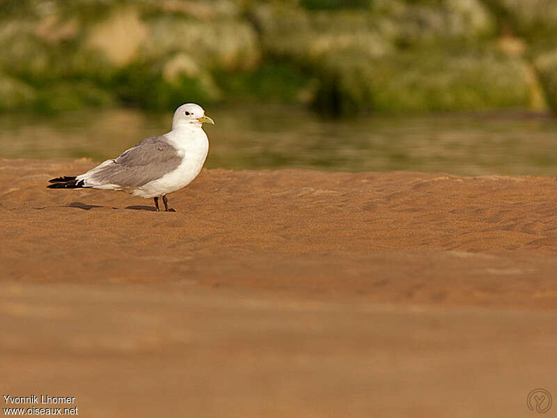 Mouette tridactyleadulte