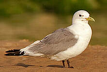 Mouette tridactyle